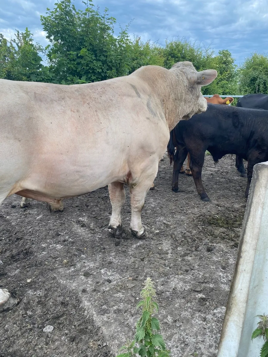 Charolais Bull - Image 2