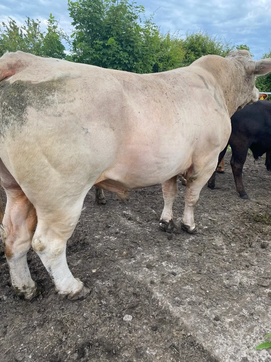 Charolais Bull - Image 3
