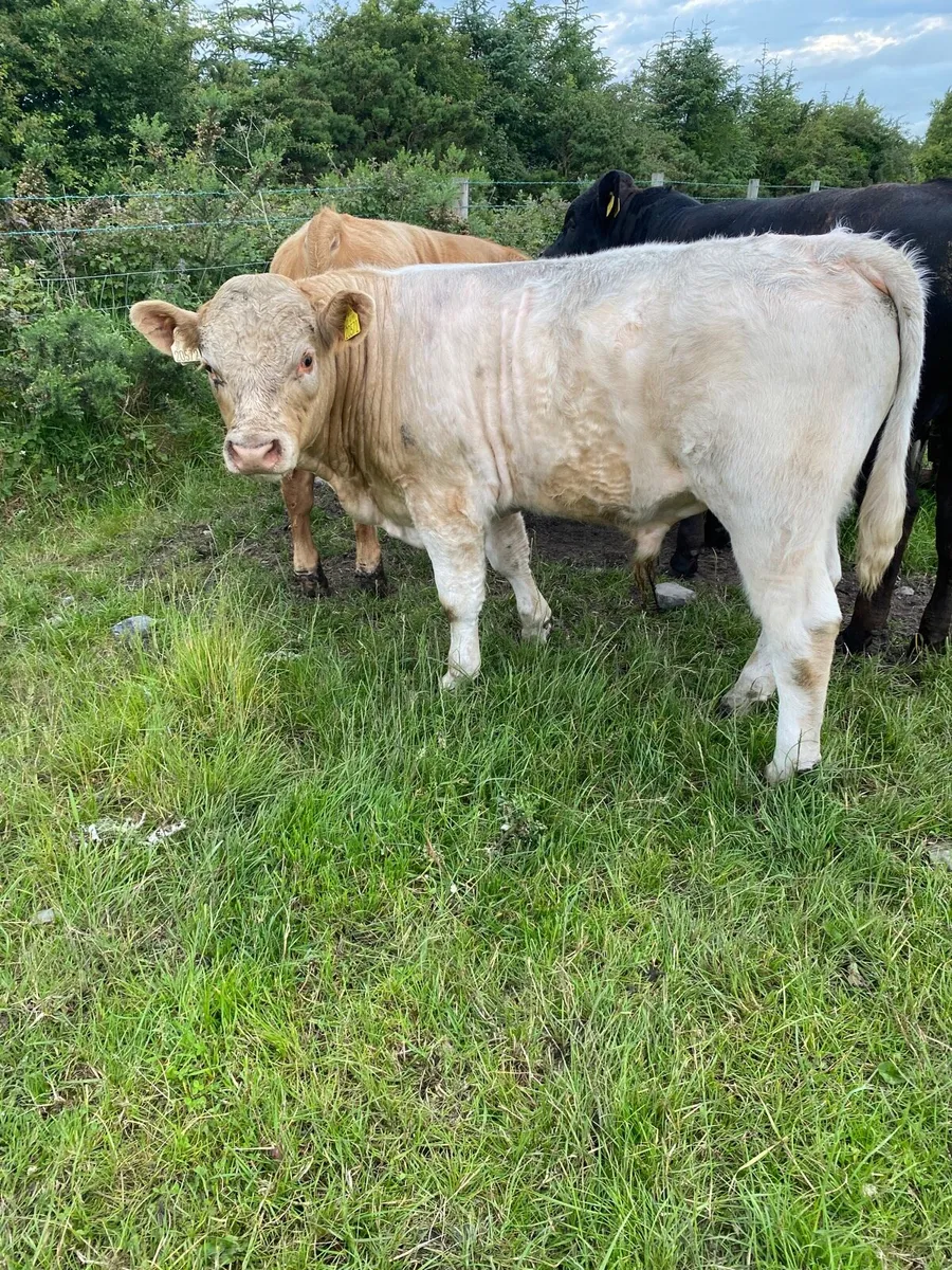 Charolais Bull - Image 4