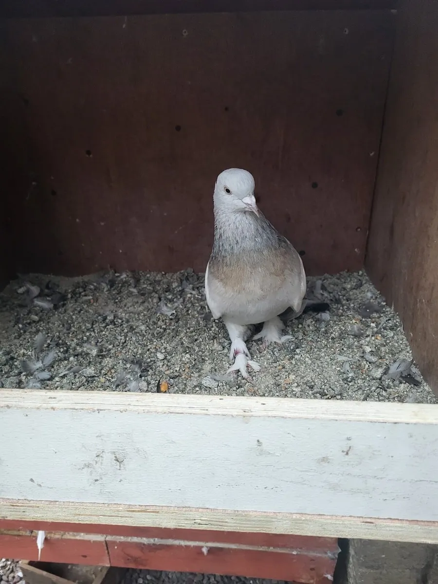 Takla pigeons - Image 3