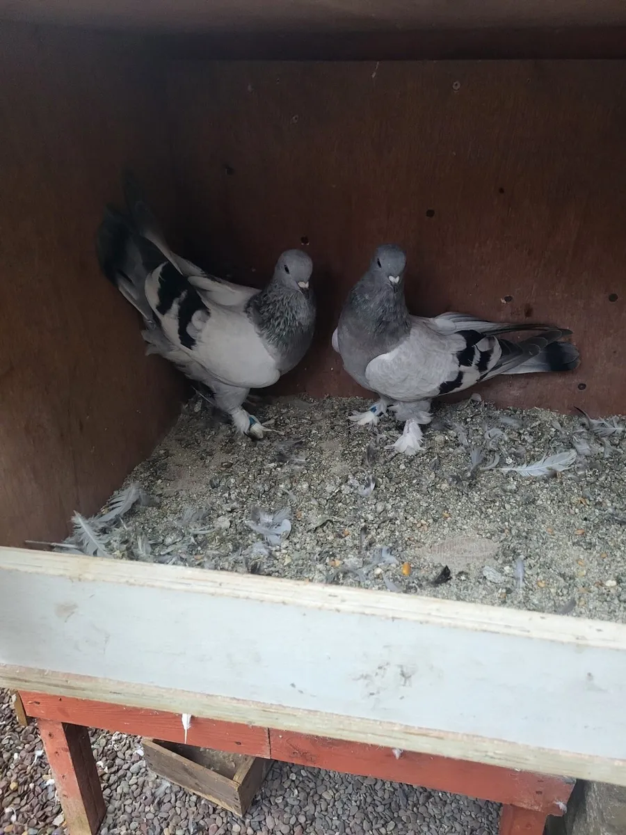 Takla pigeons - Image 4