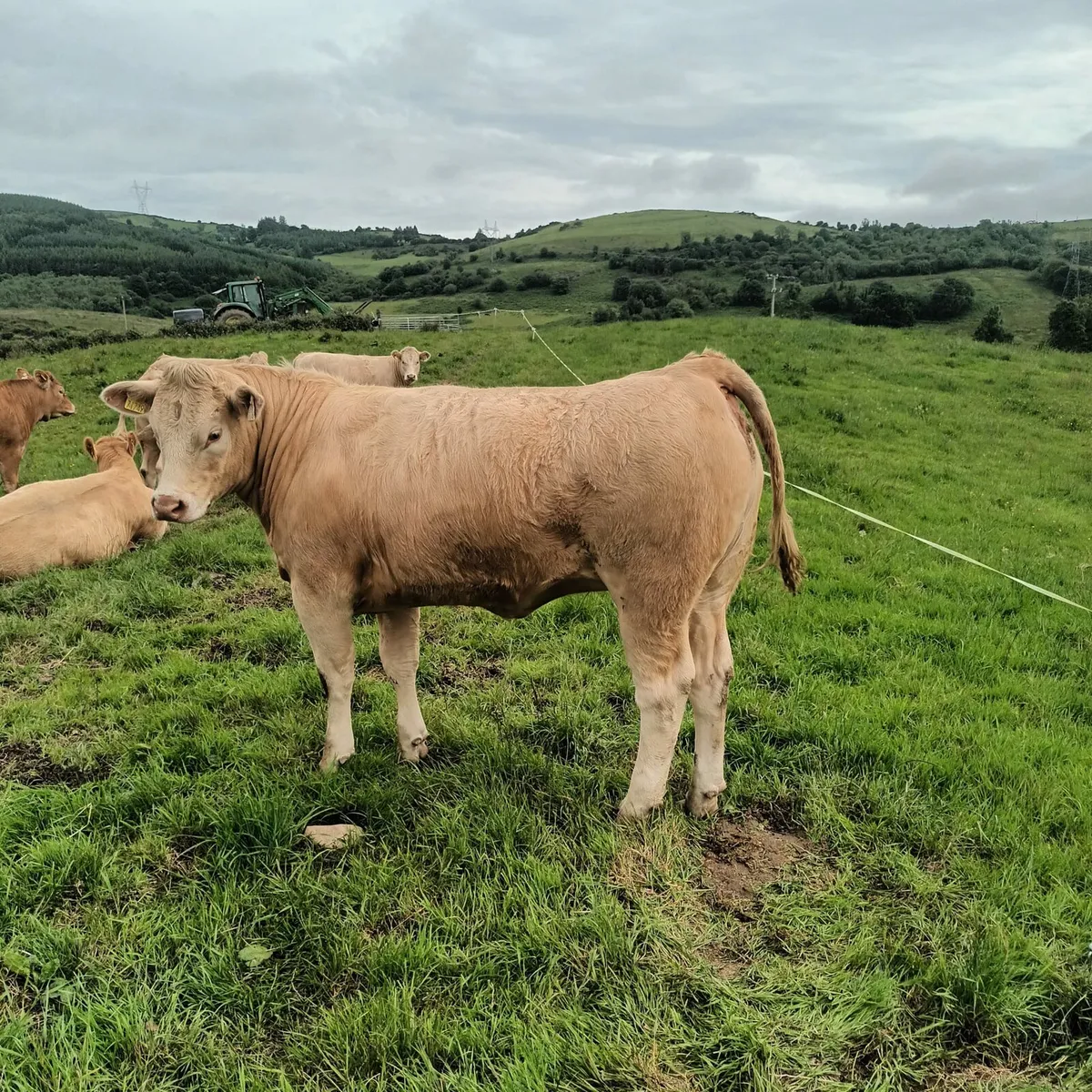 Heifers Ennis Mart Thursday 12 June 2025 - Image 3