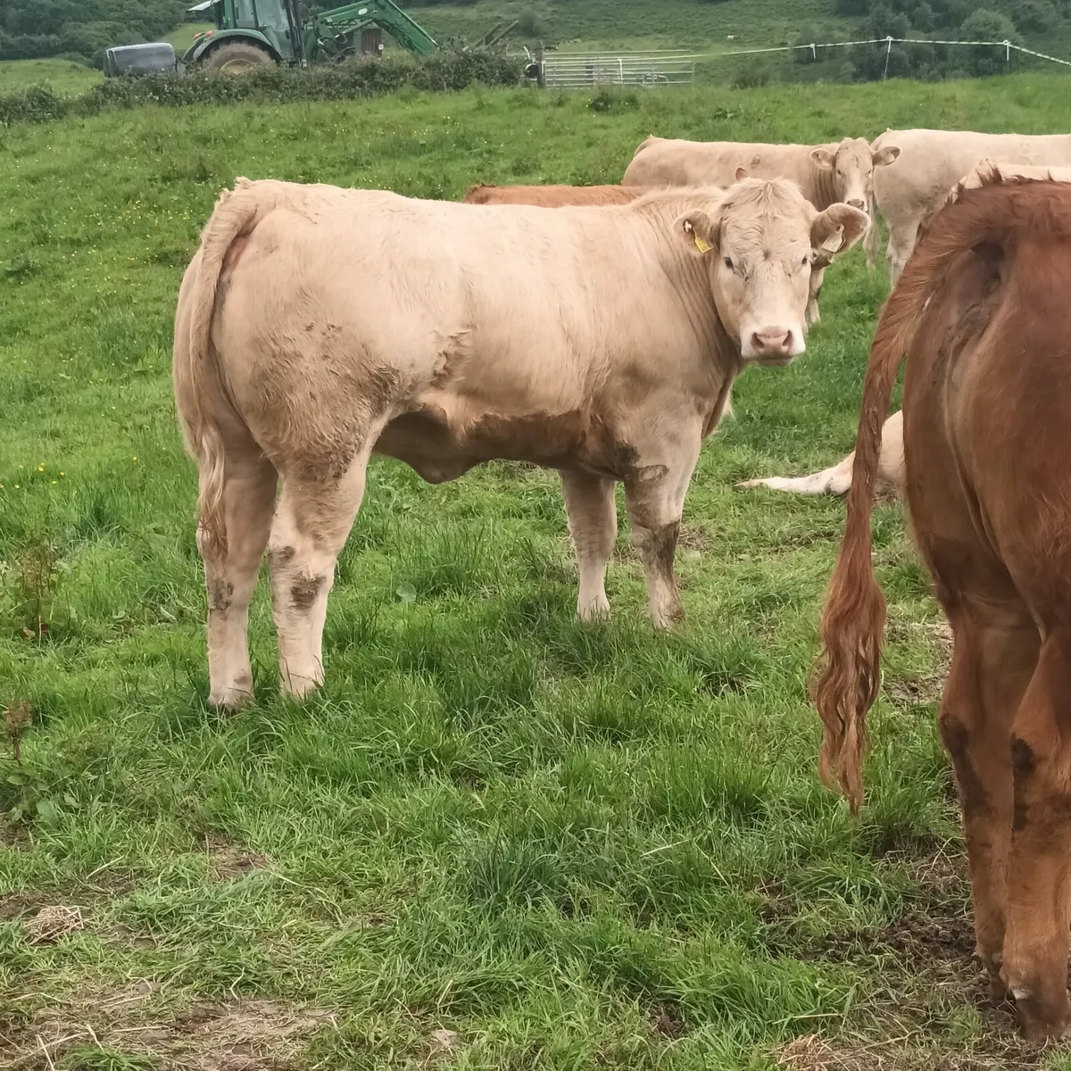 Heifers Ennis Mart Thursday 12 June 2025 - Image 2