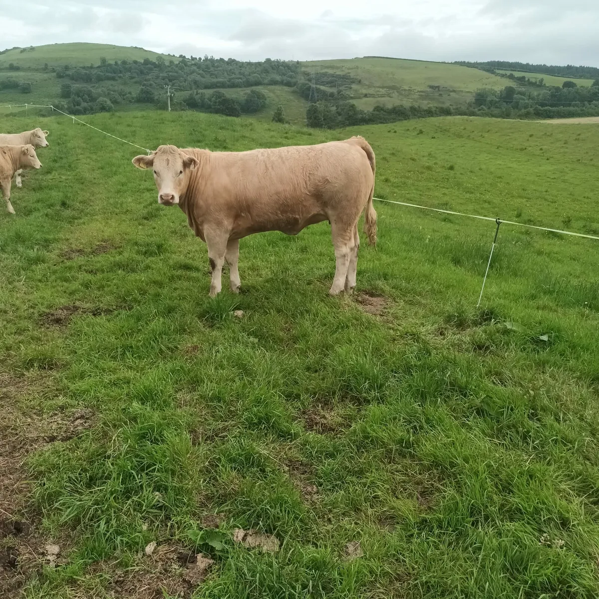 Heifers Ennis Mart Thursday 12 June 2025 - Image 4
