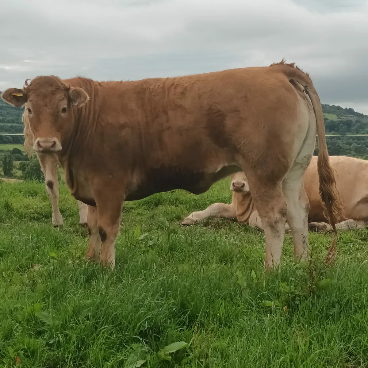 Heifers Ennis Mart Thursday 12 June 2025 - Image 1