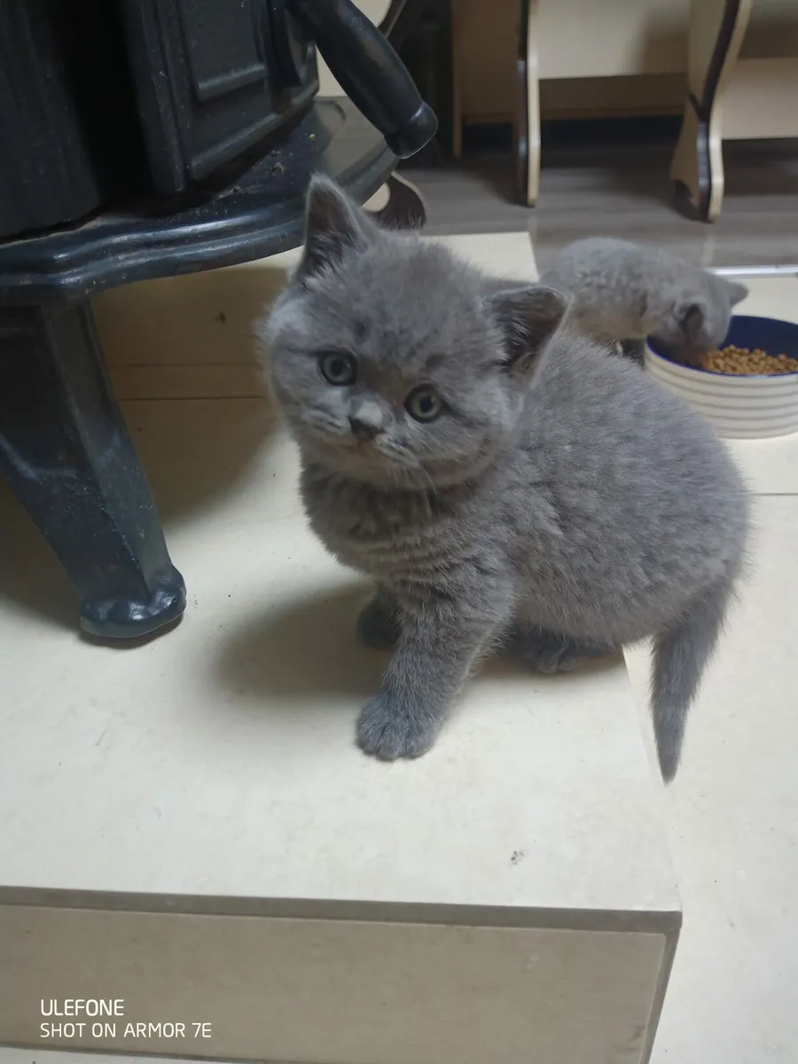 Cat - Image 1