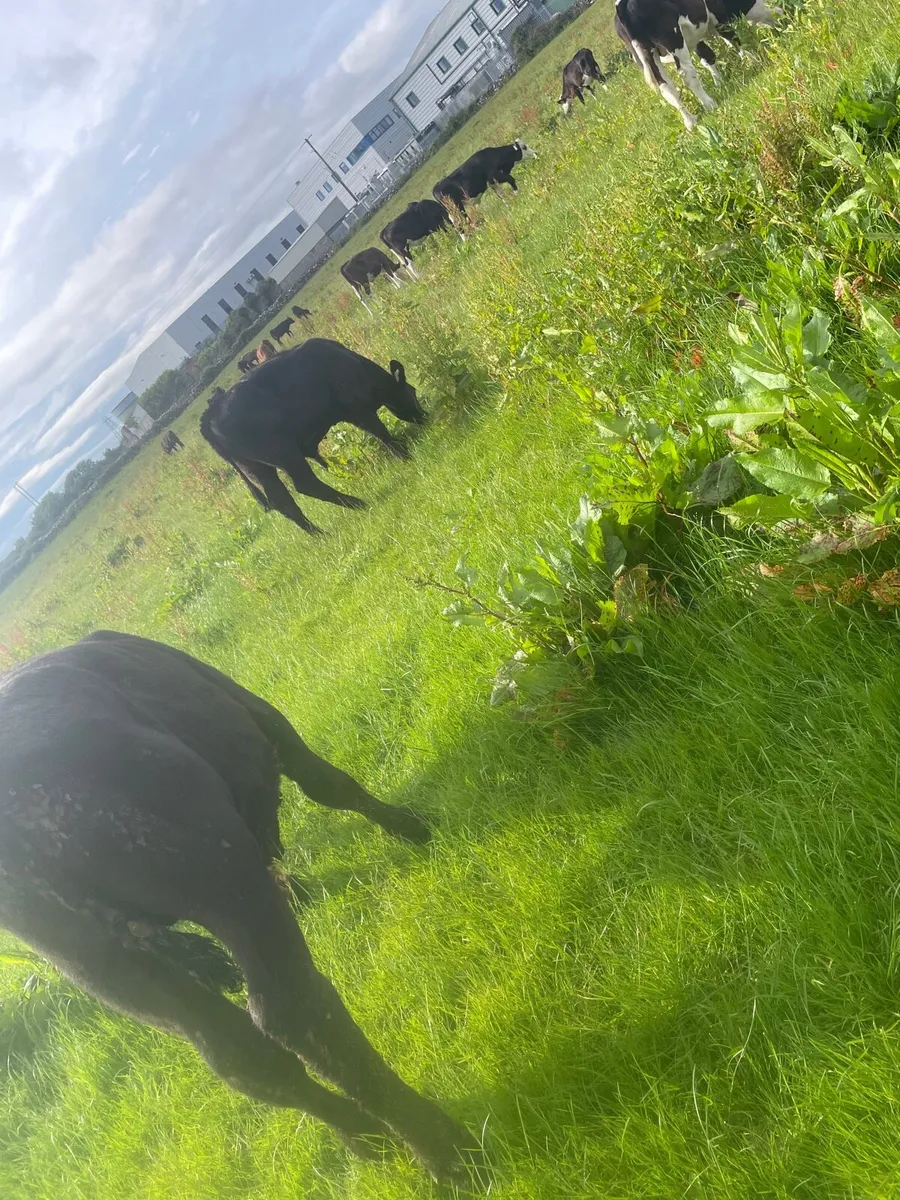 Super HEX and AA Bull Runners - Image 1