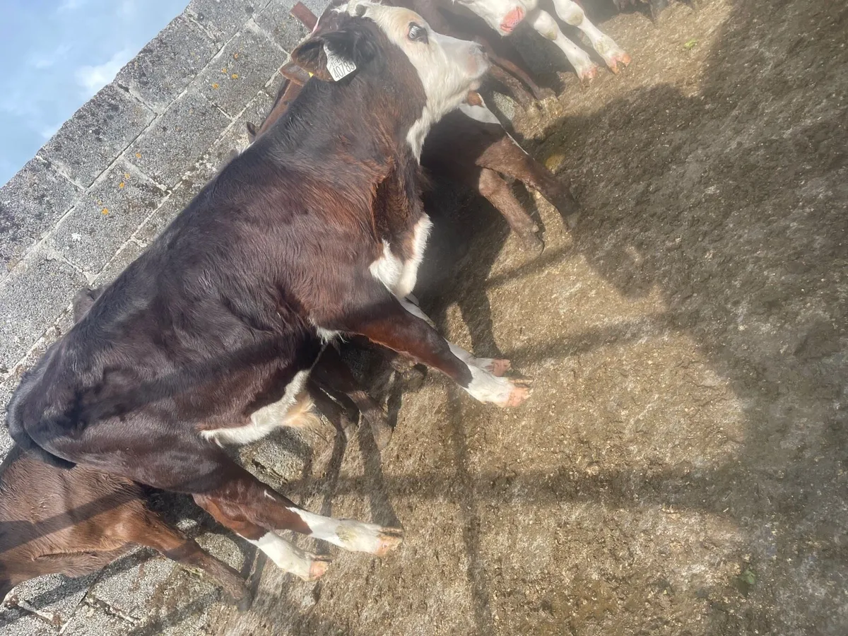 Super HEX and AA Bull Runners - Image 2