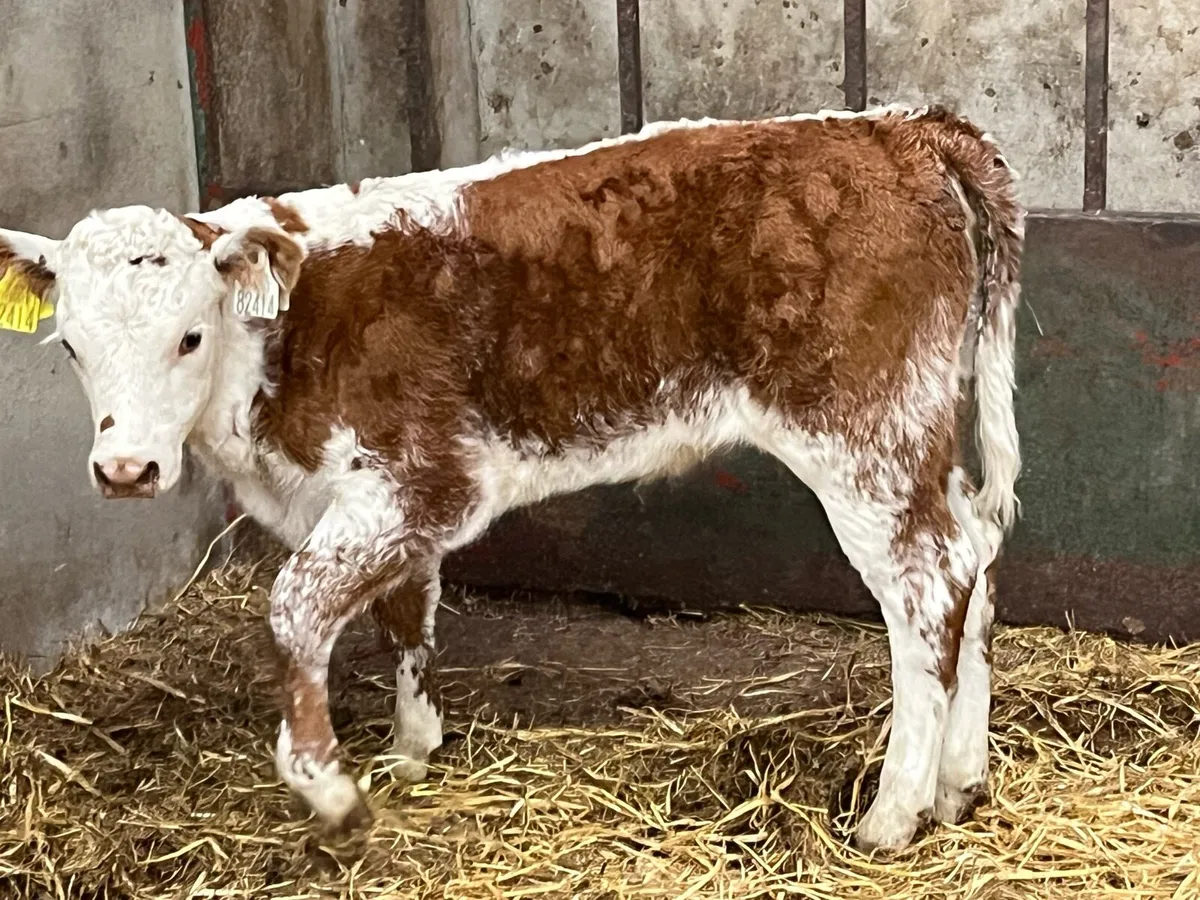 Smashing Red Roan HE Heifer Calf - Image 1