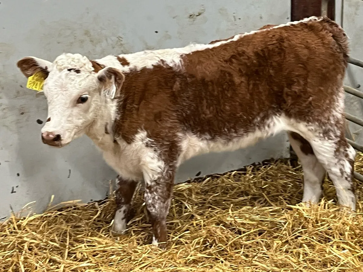 Smashing Red Roan HE Heifer Calf - Image 2
