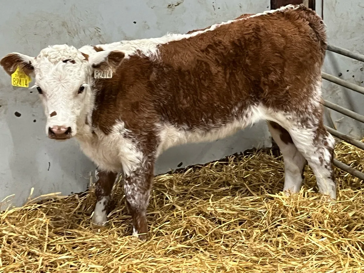 Smashing Red Roan HE Heifer Calf - Image 3