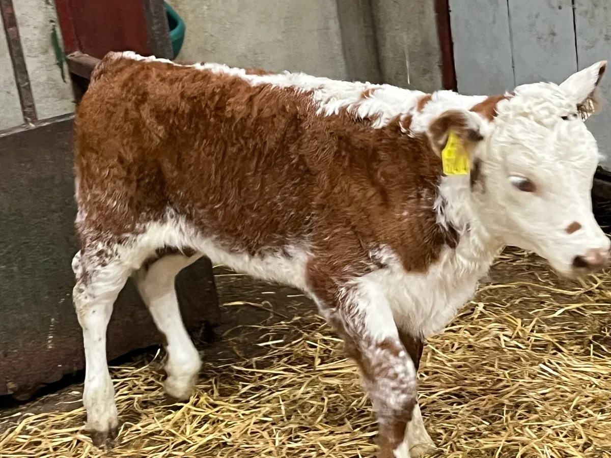 Smashing Red Roan HE Heifer Calf - Image 4