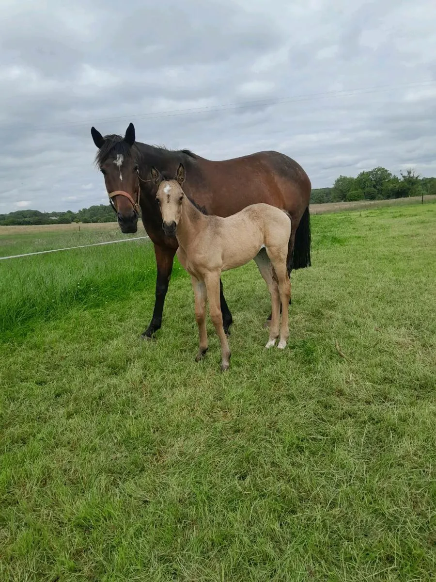Broodmare - Image 2