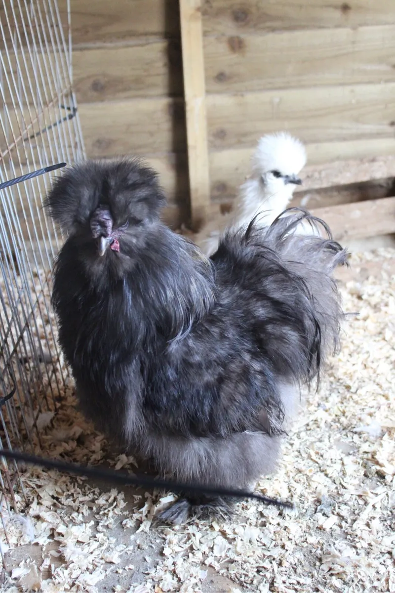 Aylesbury & Khaki Campbell & silkie rooster - Image 1