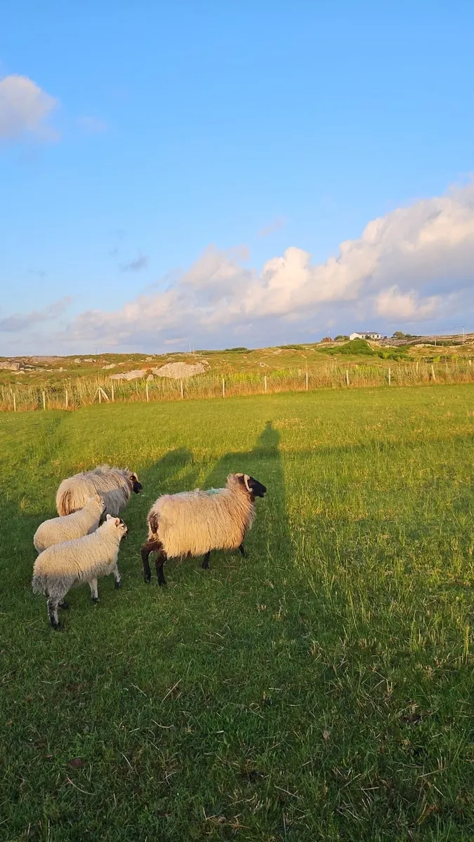 Sheep - Image 3
