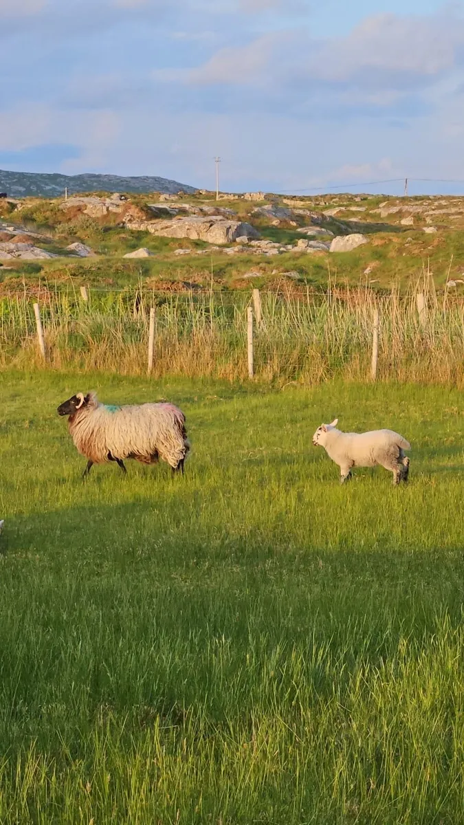 Sheep - Image 1