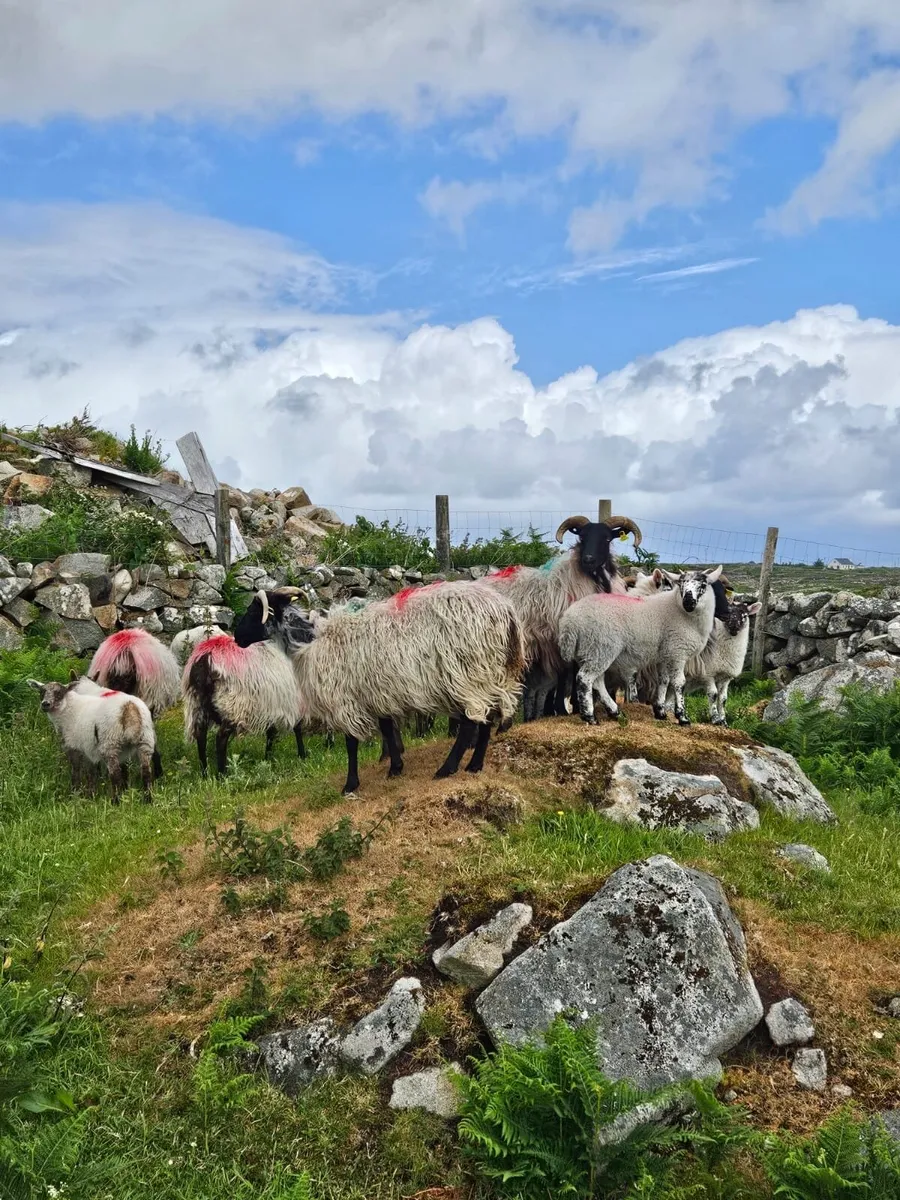Sheep - Image 4