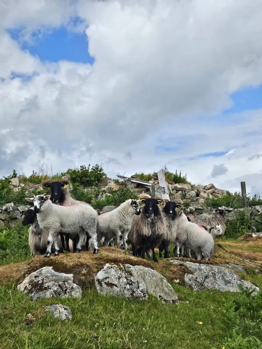 Sheep - Image 2