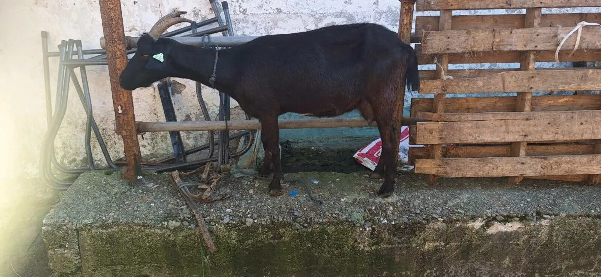 Milking goat - Image 1