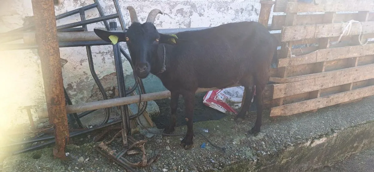 Milking goat - Image 2