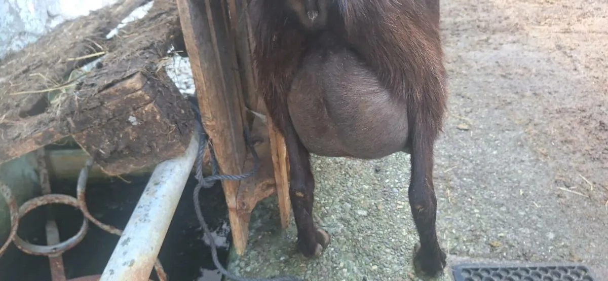 Milking goat - Image 3