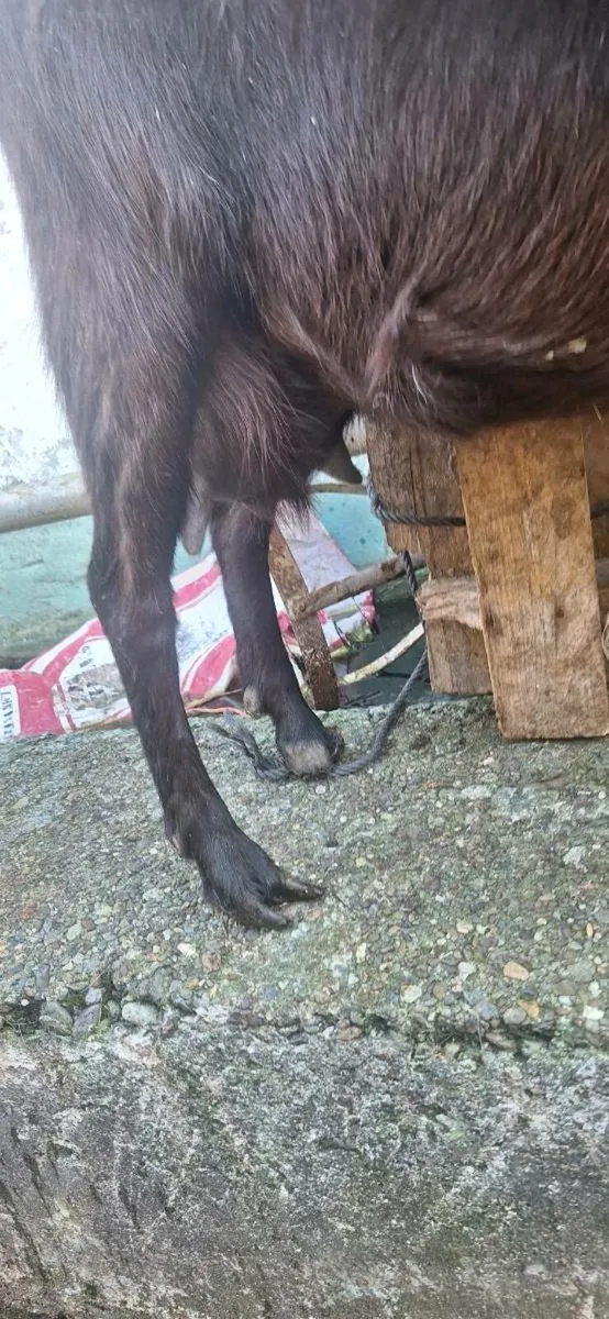 Milking goat - Image 4