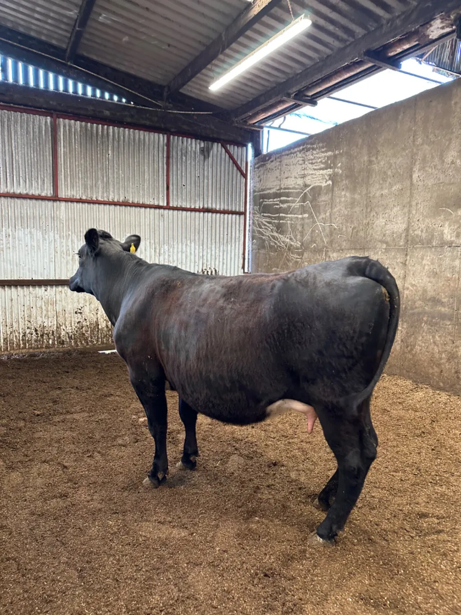 Springing lim heifer - Image 2