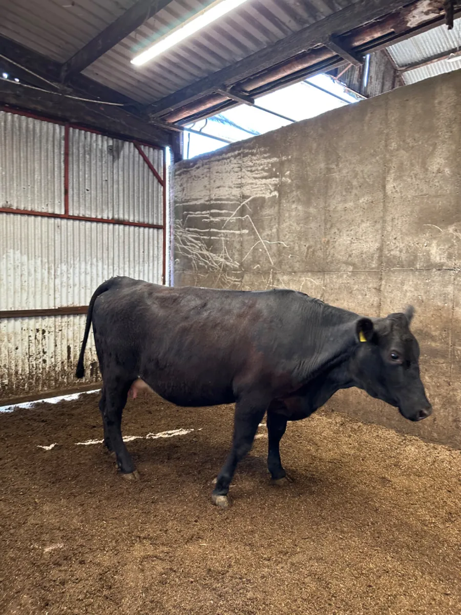 Springing lim heifer - Image 3