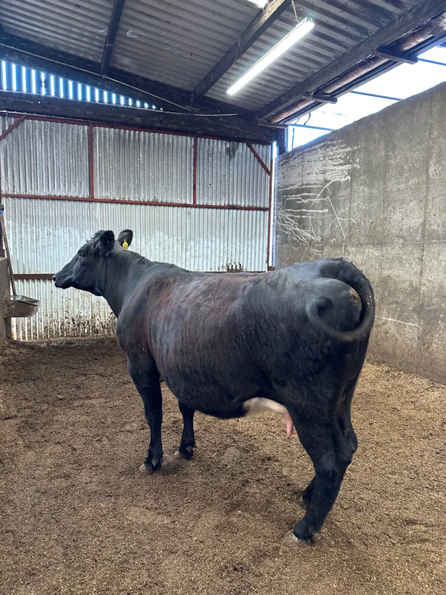 Springing lim heifer - Image 1