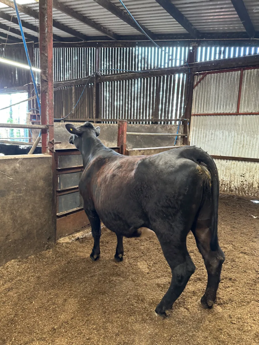 Springing lim heifer - Image 4