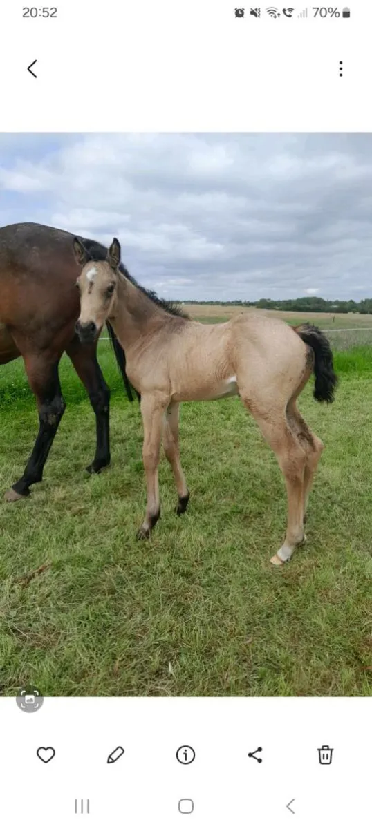 Broodmare - Image 1