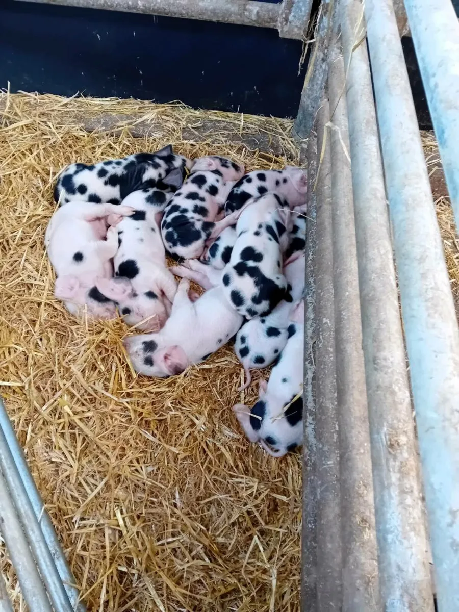 Gloucestershire Old Spot Weaners - Image 2