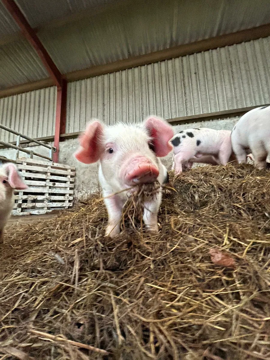 Gloucestershire Old Spot Weaners - Image 1