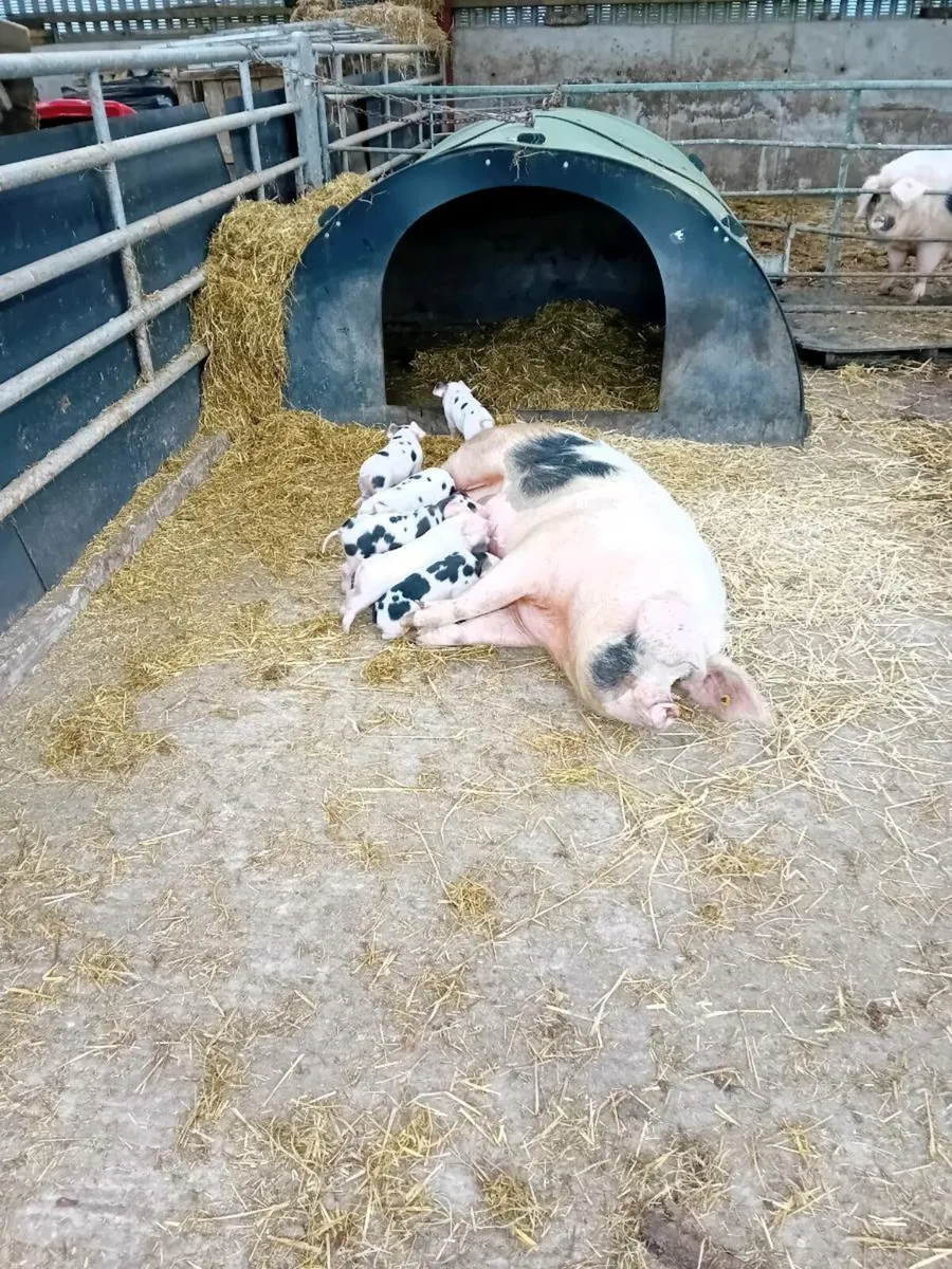 Gloucestershire Old Spot Weaners - Image 3
