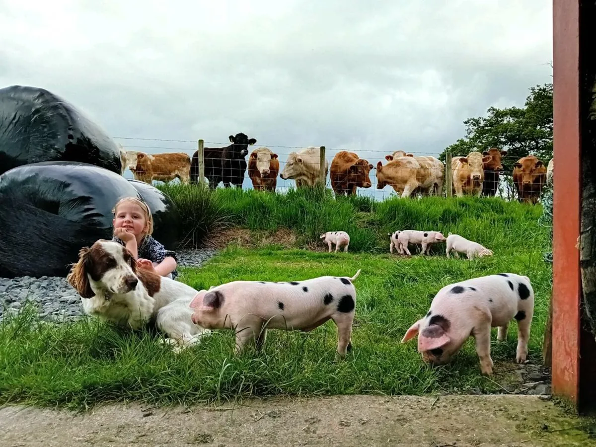 Gloucestershire Old Spot Weaners - Image 4