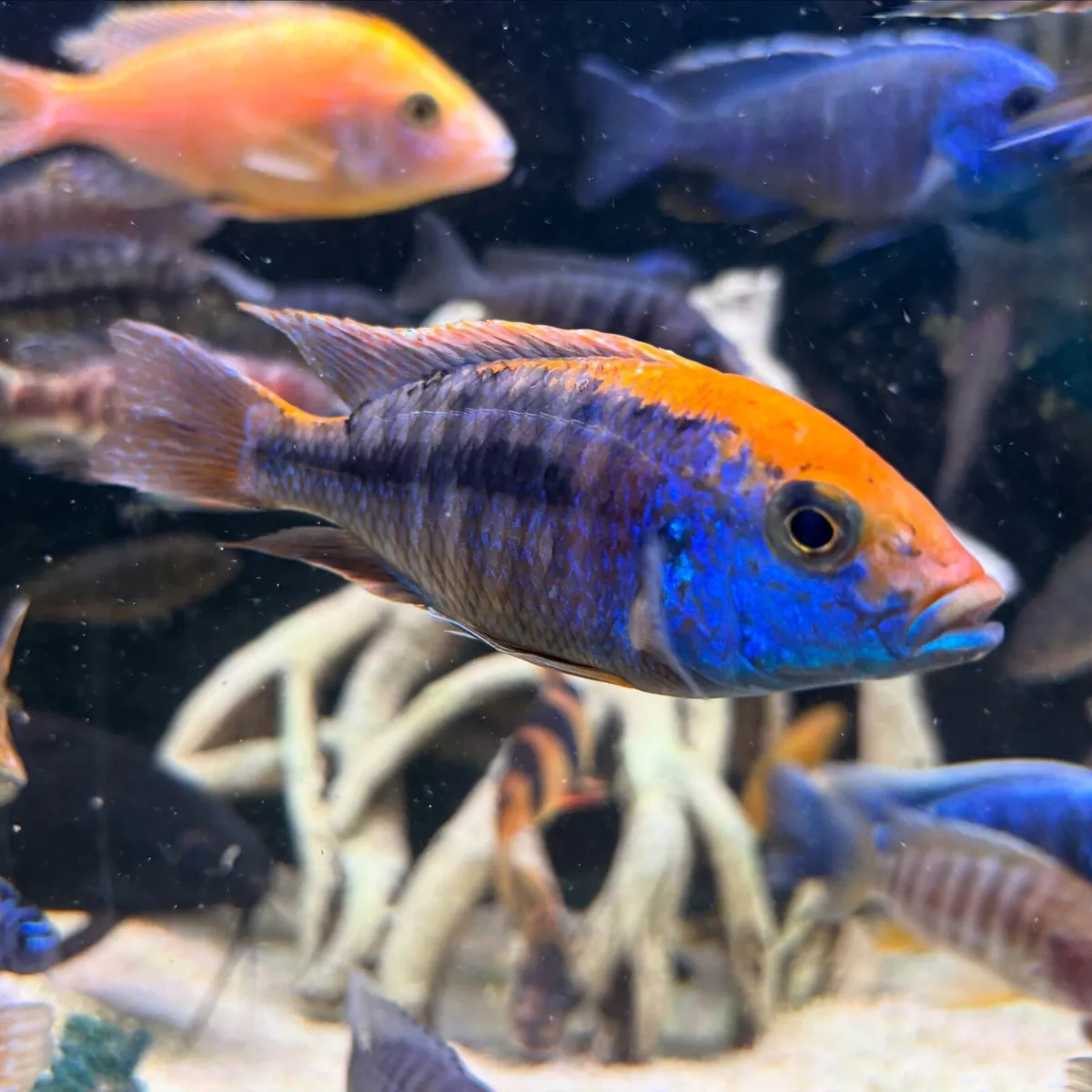 Cichlids - Image 2