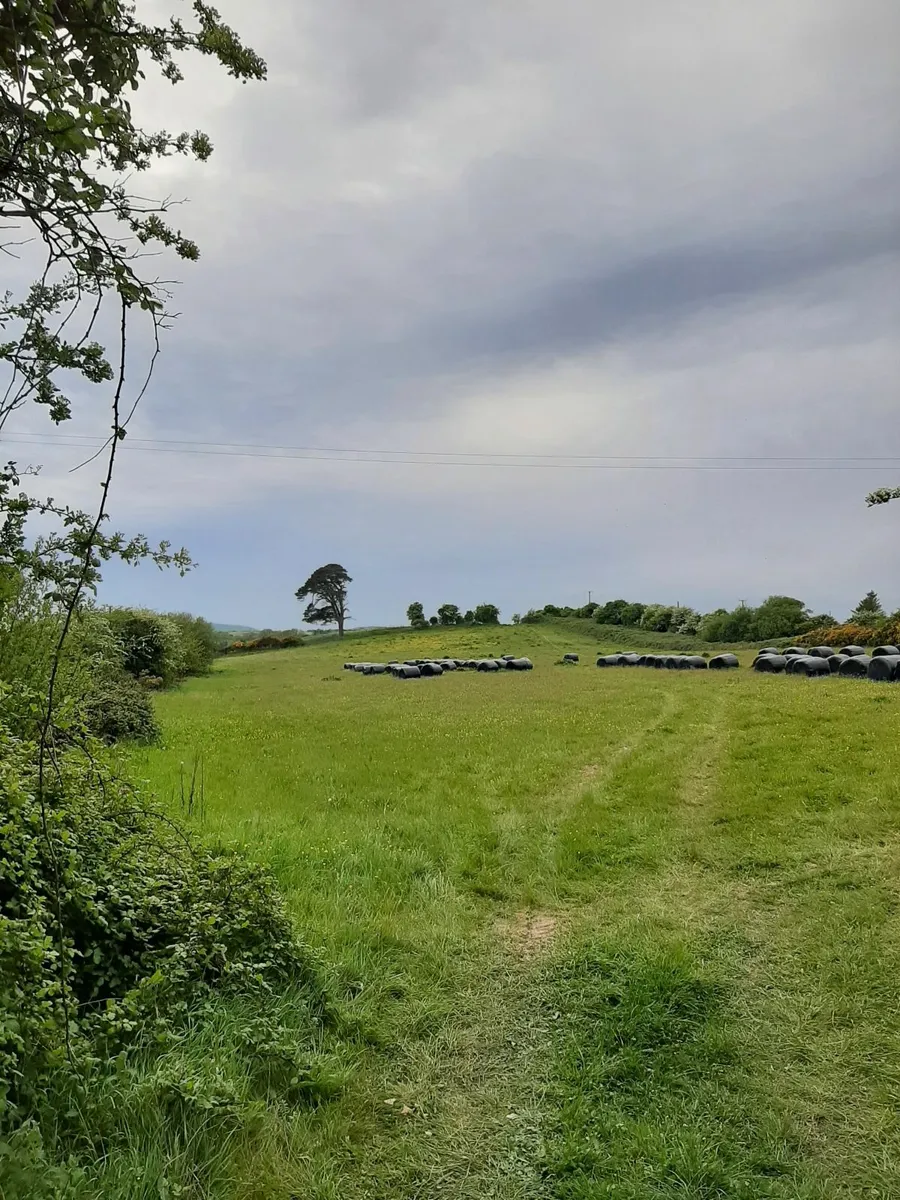 Silage for Sale - Image 2