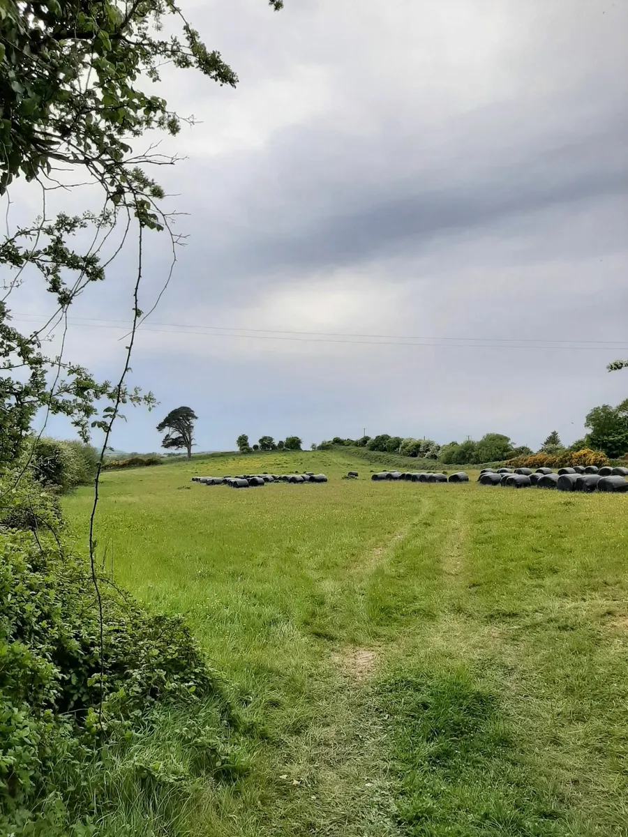 Silage for Sale - Image 3