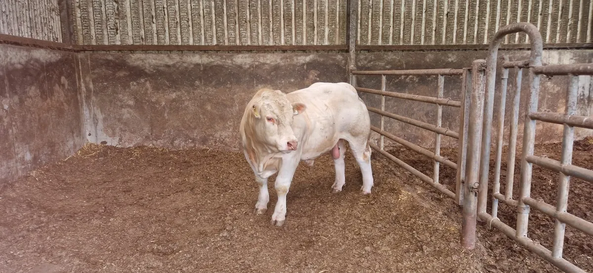 Charolais Bull - Image 3