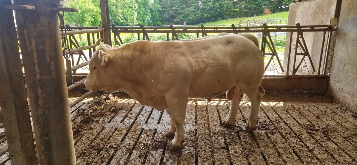 Charolais Bull - Image 4