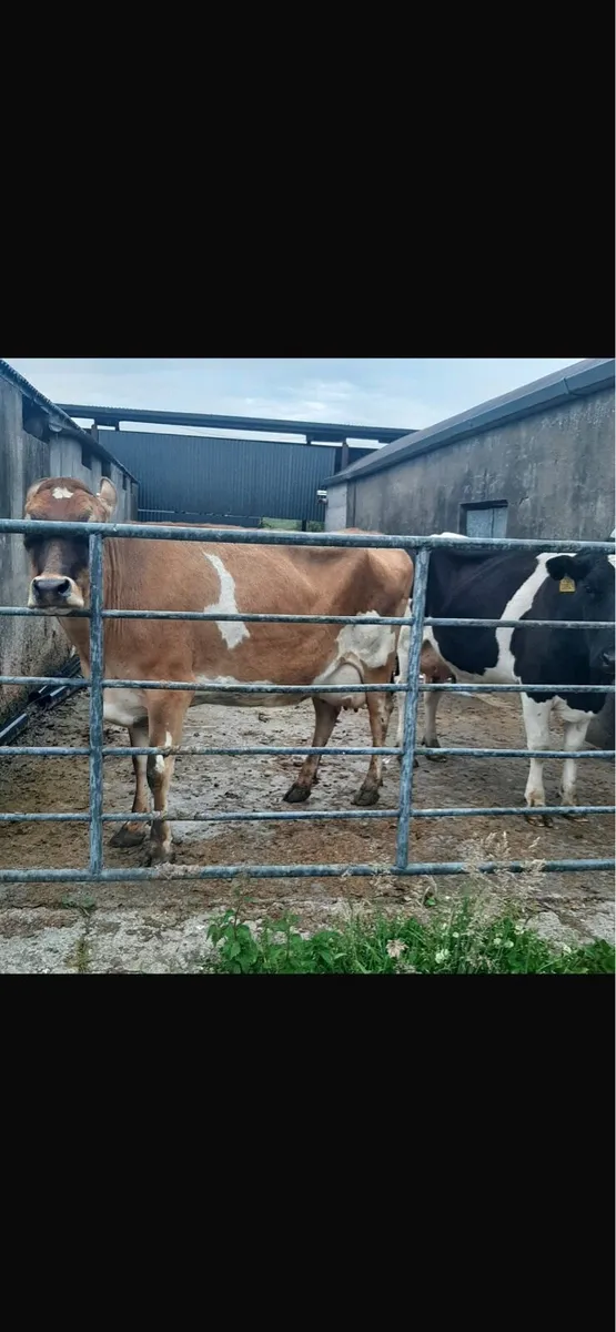 Friesian cows to rear calves - Image 1