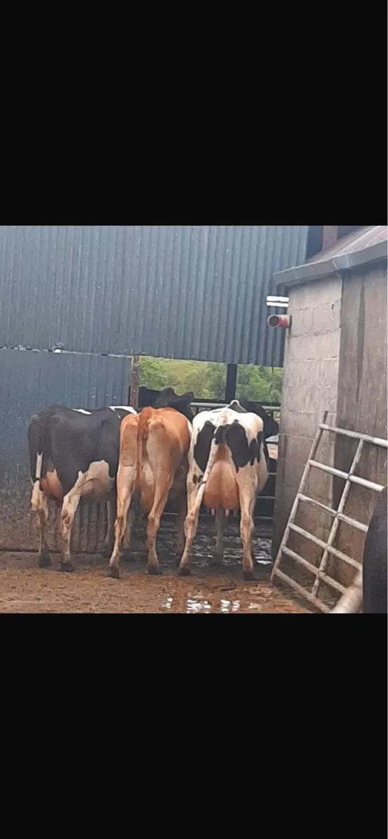 Friesian cows to rear calves - Image 2