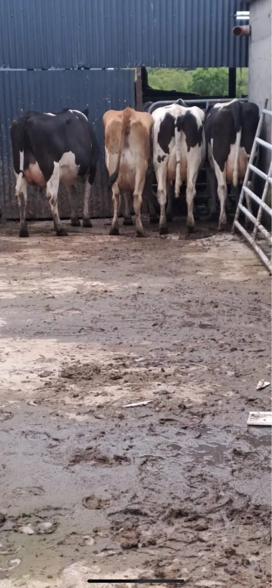 Friesian cows to rear calves - Image 3