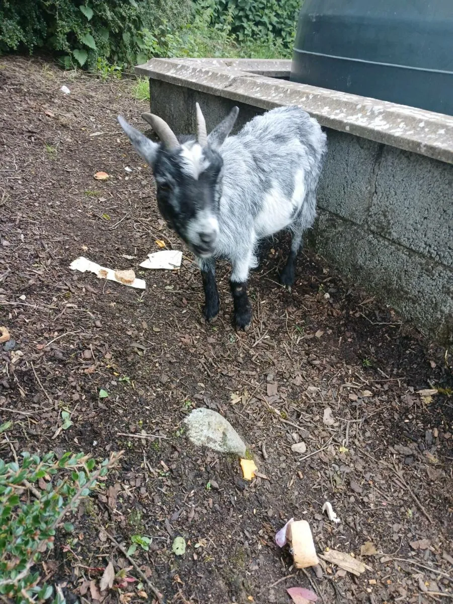 Pygmy kid - Image 2