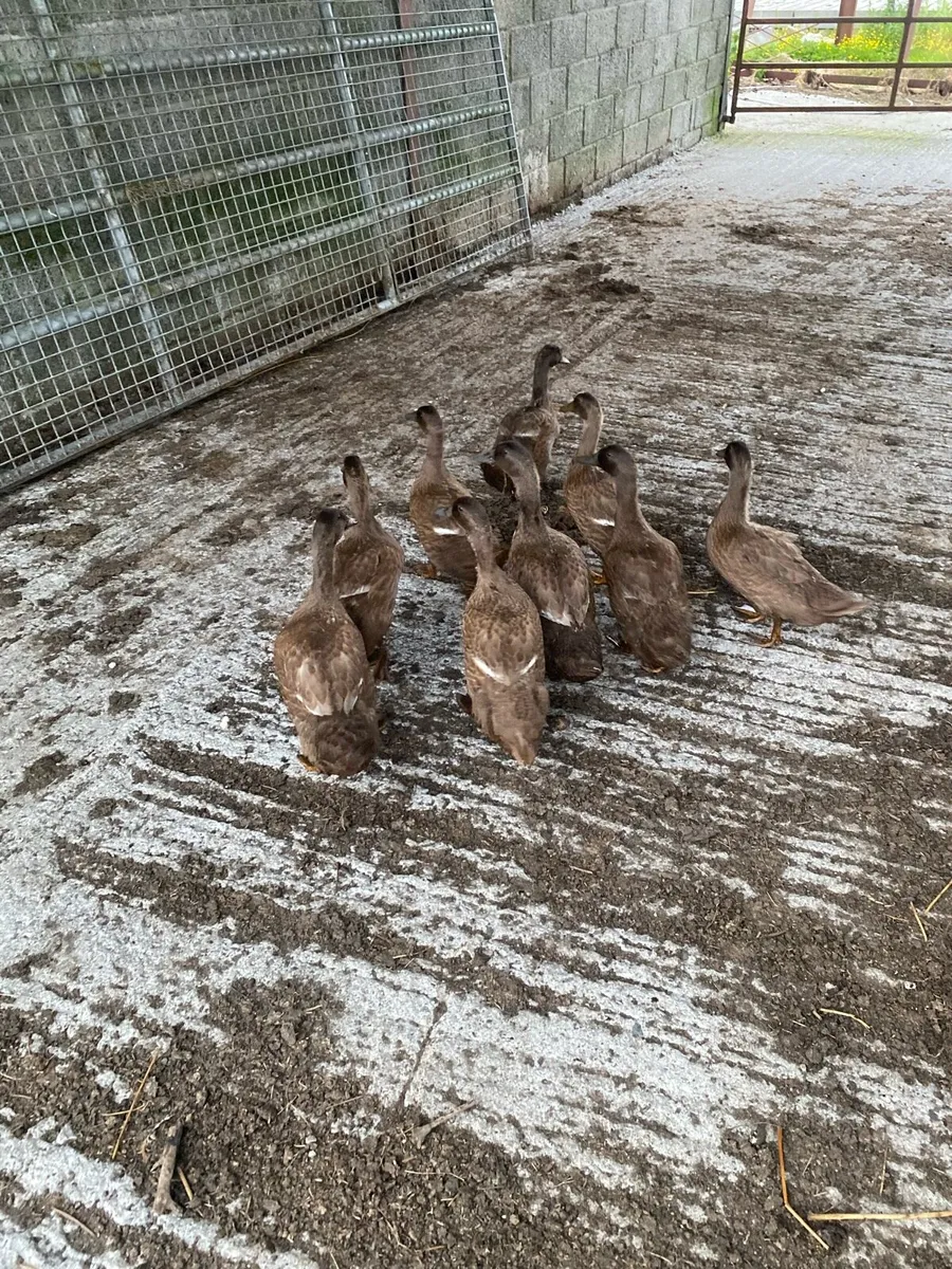 Ducks - Image 2