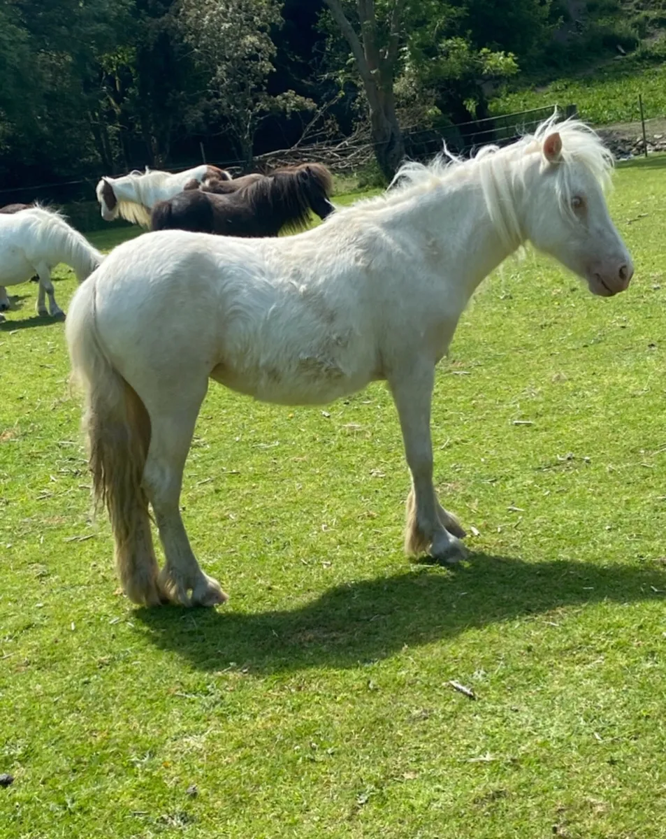 Horse - Image 1