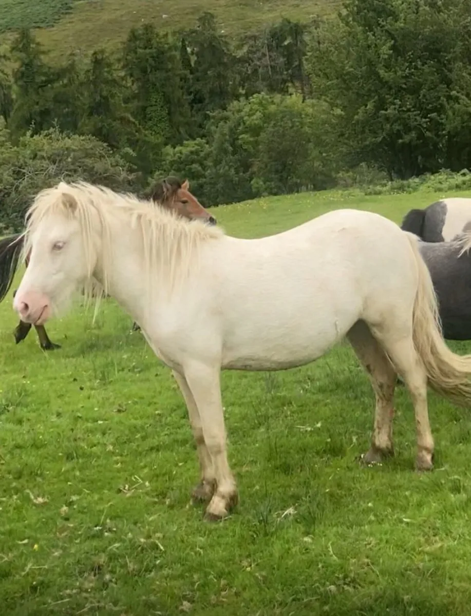 Horse - Image 2