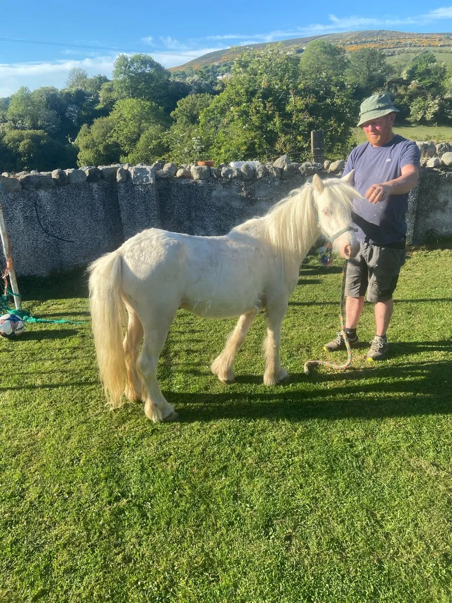 Horse - Image 3