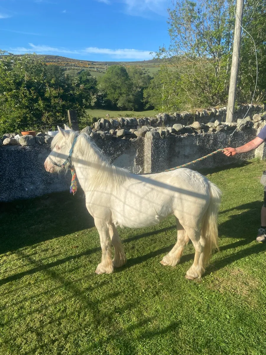 Horse - Image 4