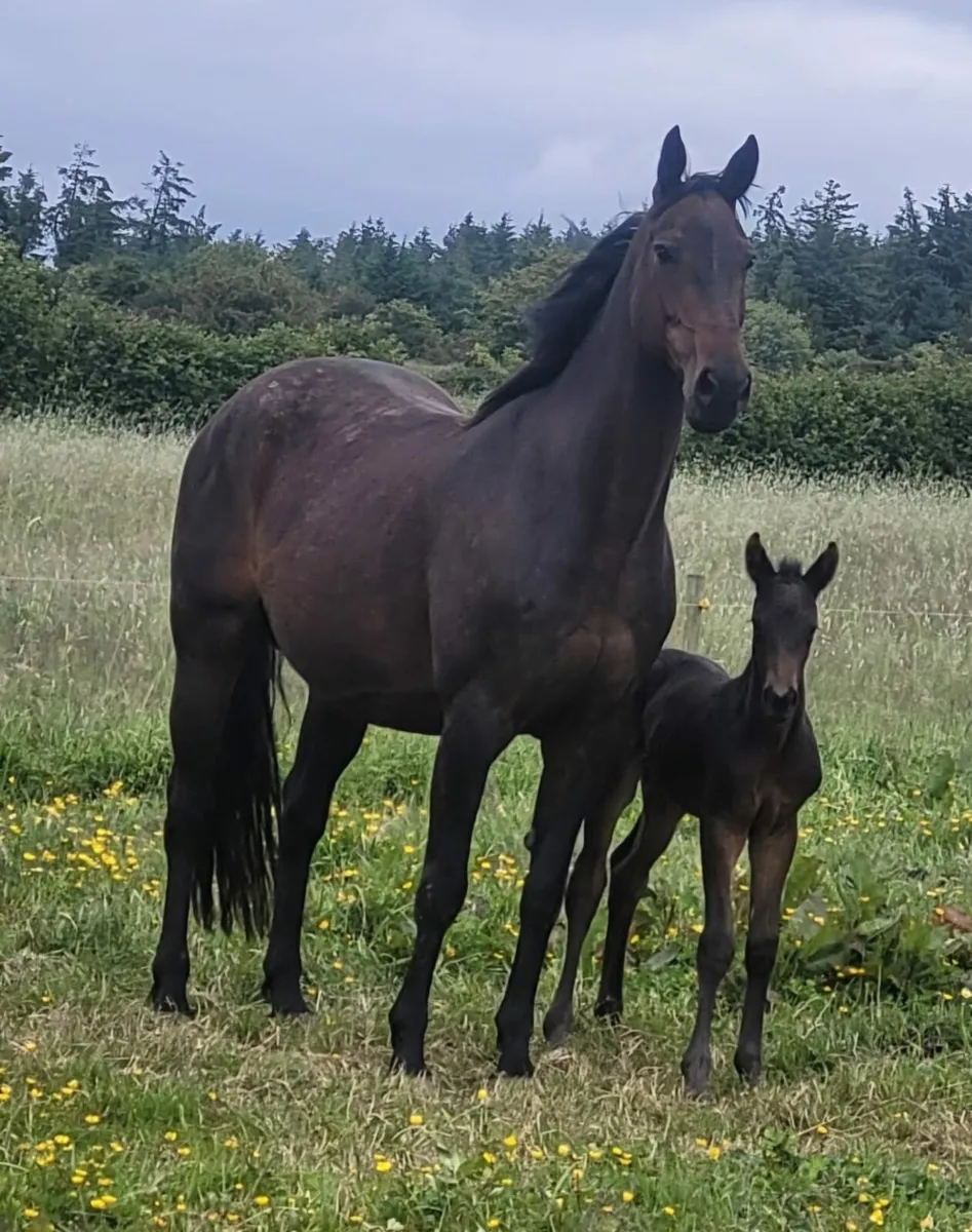 Mare and foal at foot - Image 2